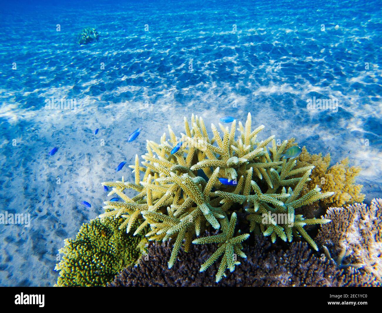 Tropical fish in spiky coral. Exotic island shallow water wildlife. Tropic seashore landscape underwater photo. Coral reef animal. Sea nature. Sea fis Stock Photo