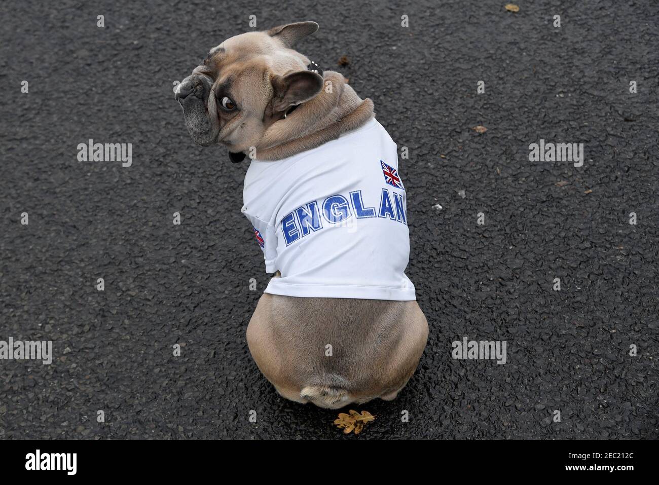 dog england rugby shirt