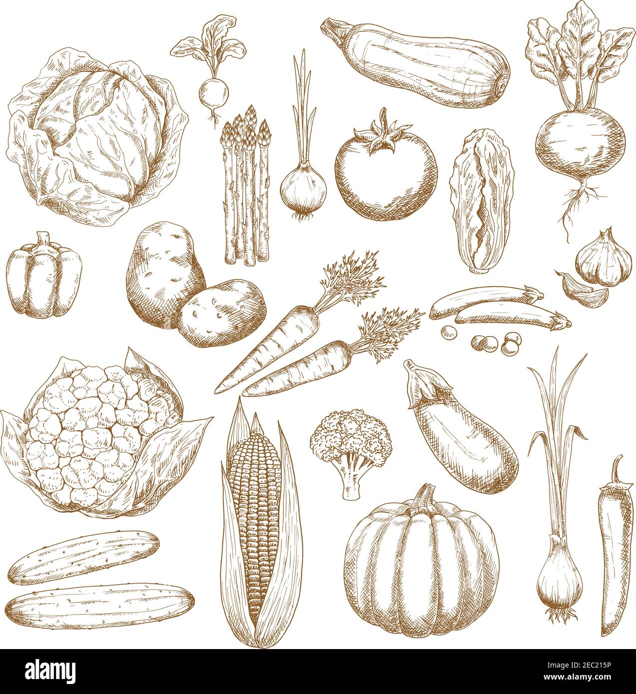 Cabbages, onion and tomato, pepper and potato, cucumbers, beet and broccoli, carrots, pumpkin and corn, eggplant, pea and cauliflower, zucchini, garli Stock Vector