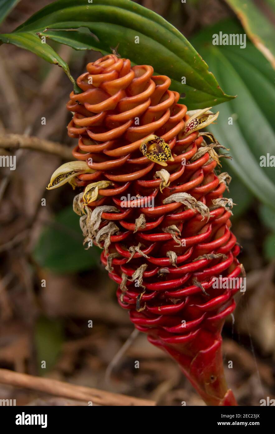 Beehive ginger, Zingeber Spectablis, with cone shaped inflorescence and small flowers, growing in a private Australian garden. Stock Photo
