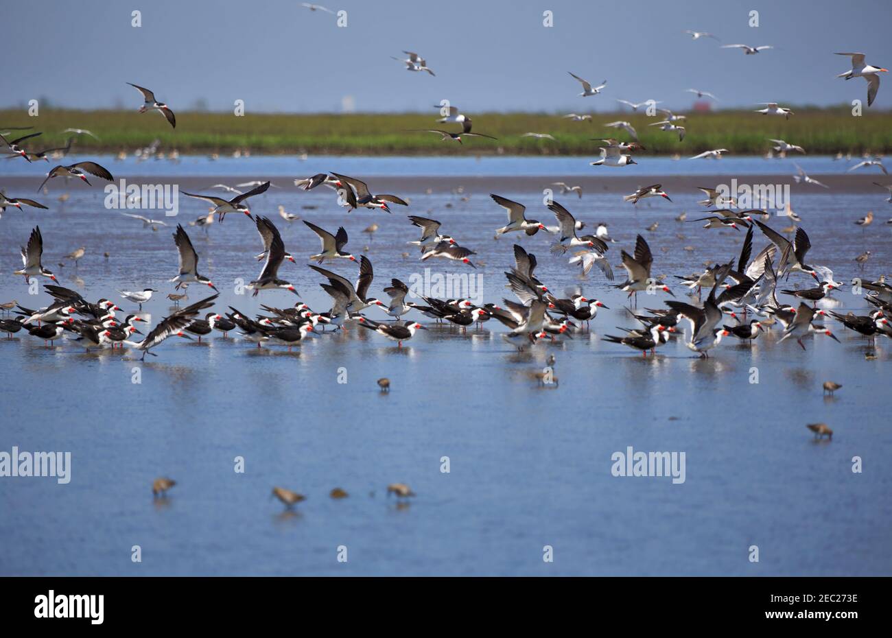 Black Skimmers, Rinchops niger.  A flock of Black Skimmers in the bay at Port Bolivar, Texas Gulf Coast Stock Photo