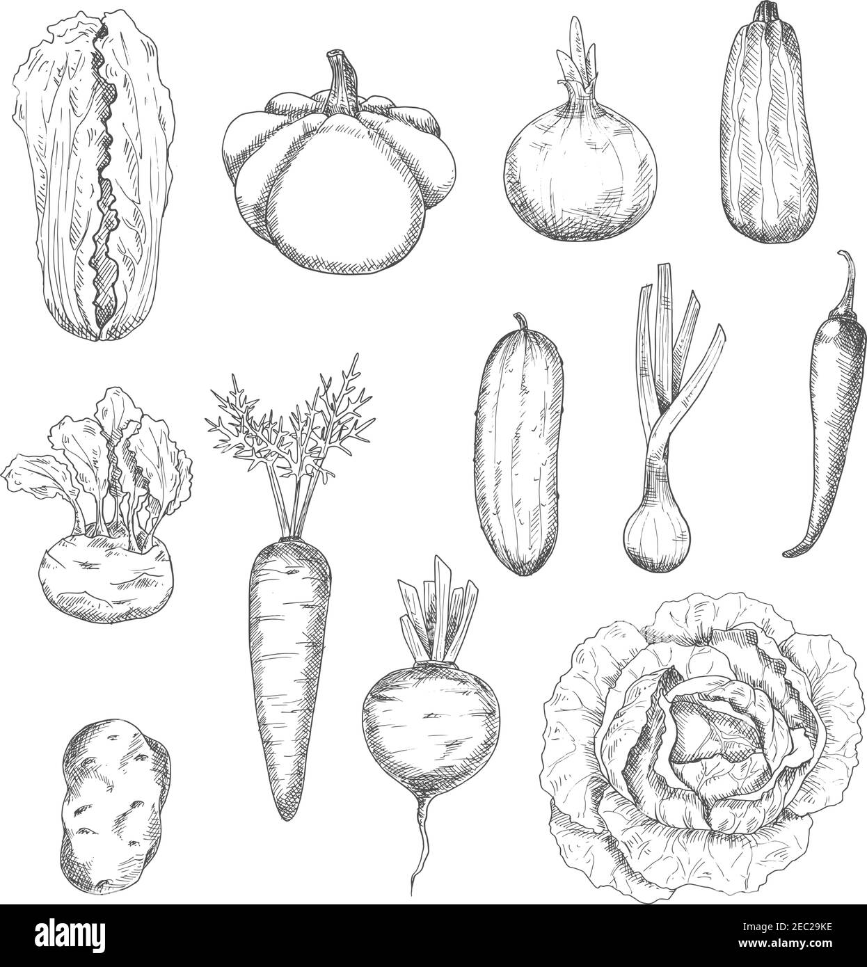 Freshly plucked selected cabbages, carrot, beetroot, onions, cayenne pepper, potato, cucumber, zucchini, kohlrabi and pattypan squash vegetables sketc Stock Vector
