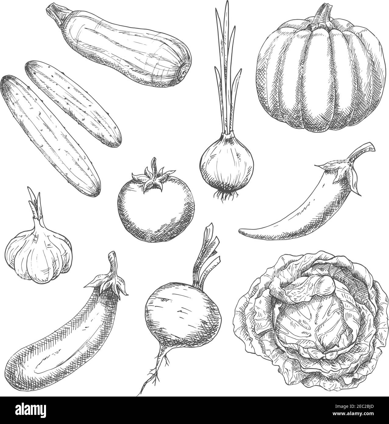 Wholesome organically grown farm vegetables sketch symbols with pumpkin, cabbage, garlic, onion, chili pepper, tomato, eggplant, cucumbers, beet and z Stock Vector