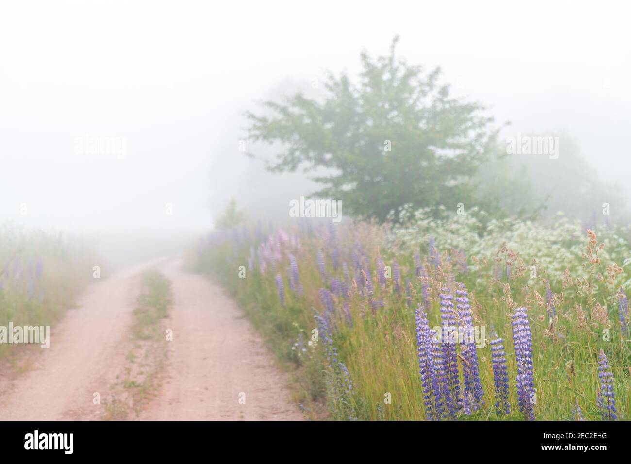 Field road with fog in spring hi-res stock photography and images - Alamy