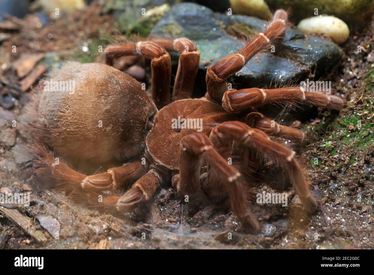 Goliath Birdeater Tarantula Fangs