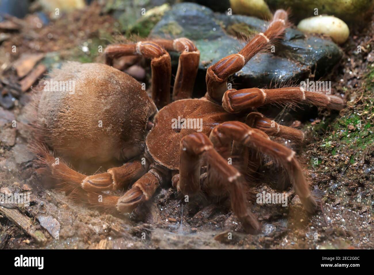 Goliath bird-eating spider, Theraphosa blondi Stock Photo