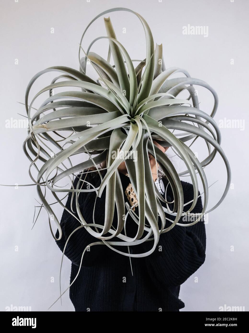 Vertical shot of a female holding a Tillandsia xerographica potted plant near a white wall Stock Photo
