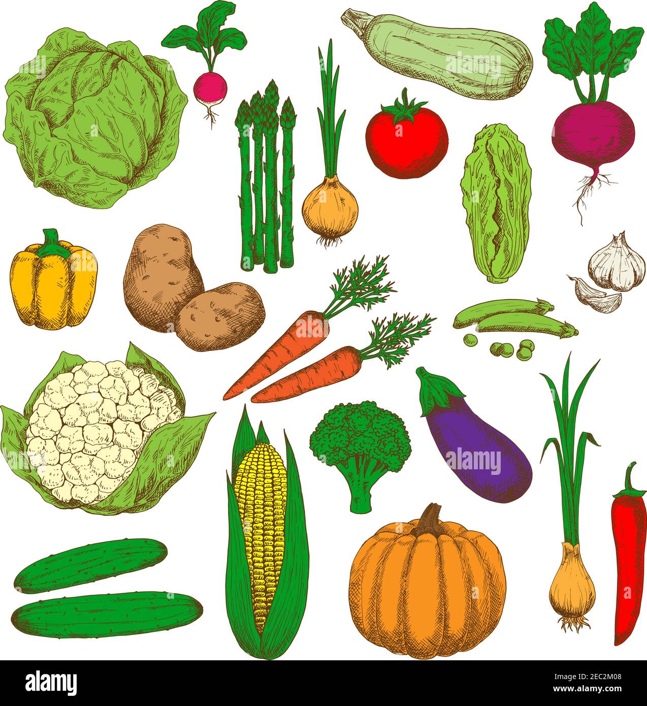 Farm fresh green cabbages and broccoli, peas and zucchini, sweet orange bell pepper and carrots, pumpkin and corn, spicy garlic, onions and cayenne pe Stock Vector