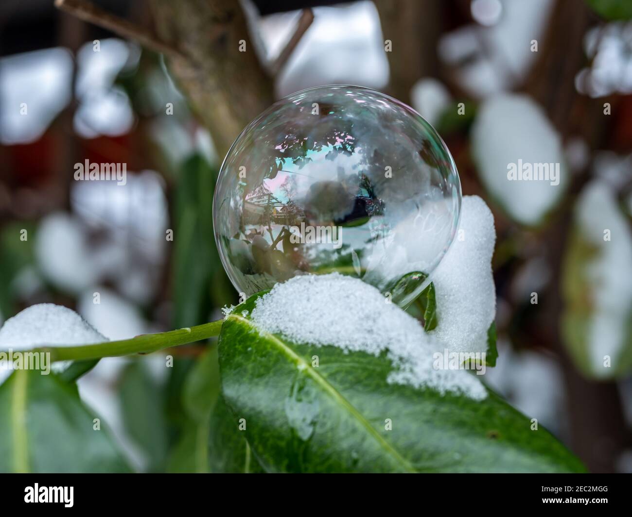 Soap bubble frozen on a green plant Stock Photo