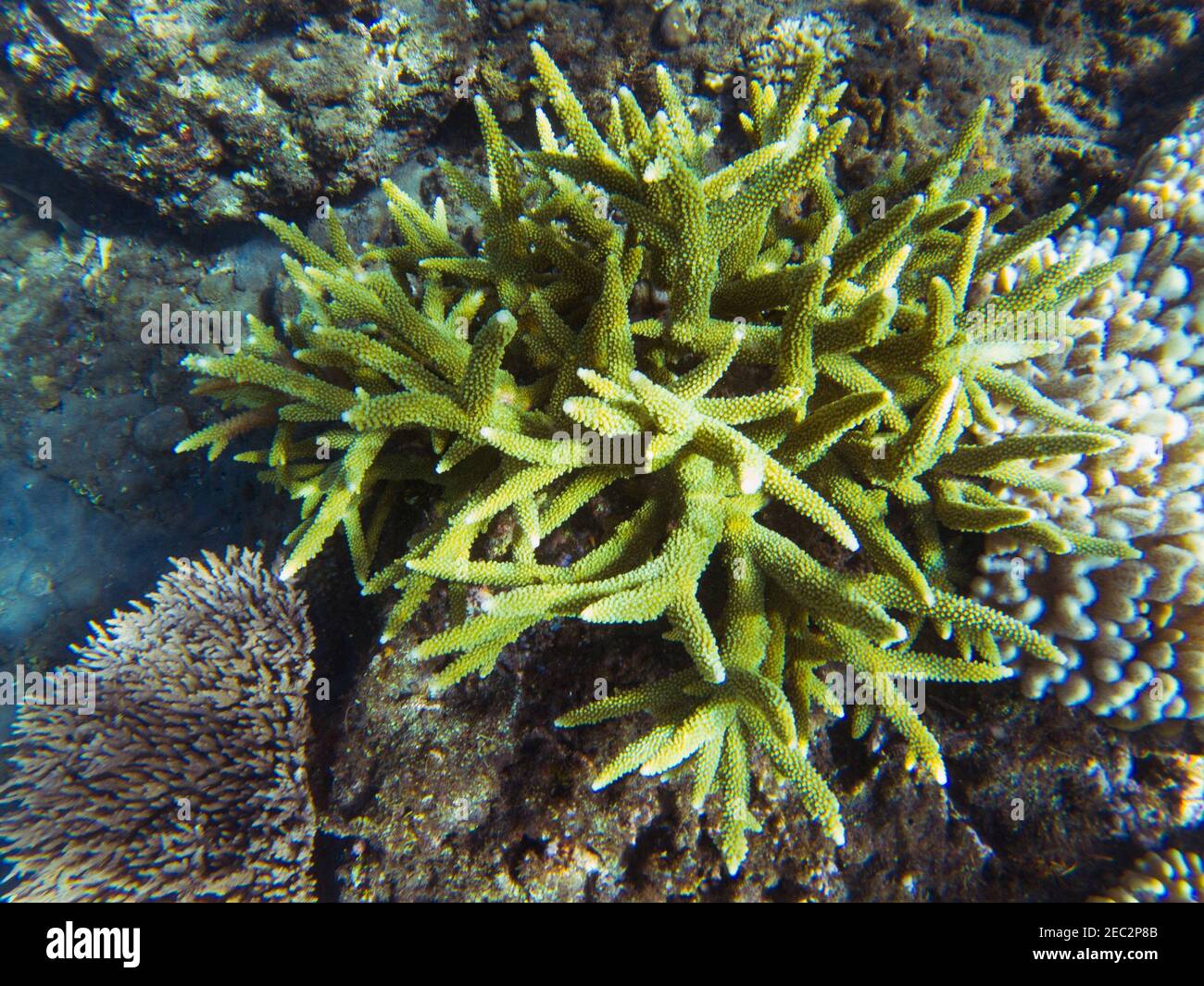 Green spiky coral on sea bottom. Tropical seashore inhabitants underwater photo. Coral reef animal. Warm sea nature. Colorful sea fish and corals. Und Stock Photo