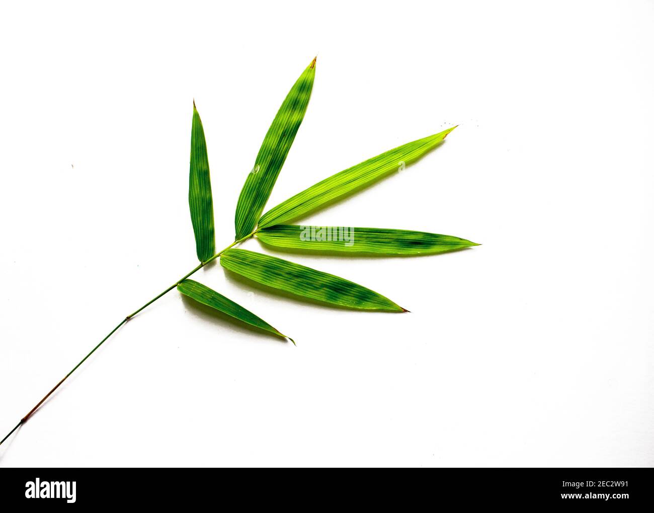 Green bamboo leaf on white background. Single bamboo leaf isolated. Bamboo  decor. Asian evergreen plant. Oriental floral decor. Natural tropical green  Stock Photo - Alamy