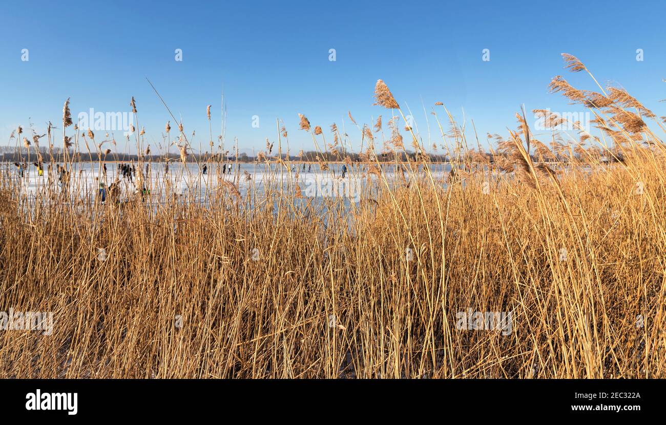 Reeds surrounds the Vogelplas Starrevaart, a lake in a polder at Leidschendam, in South Holland. the Netherlands Stock Photo