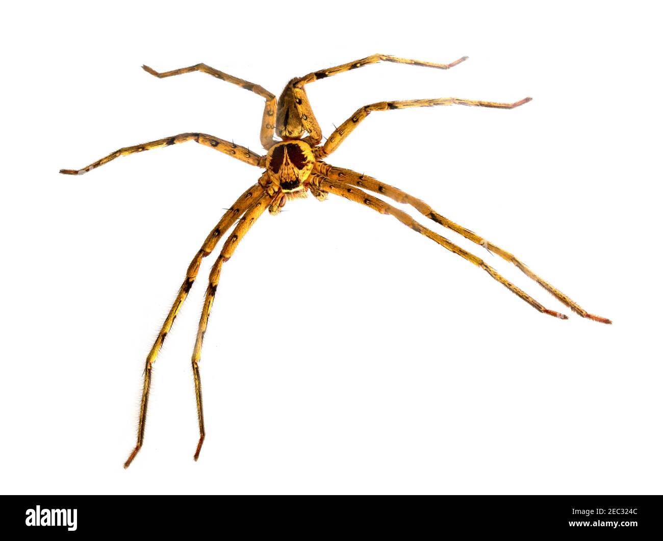 Tropical crab spider full body macrophoto. Hunting spider or thomisidae