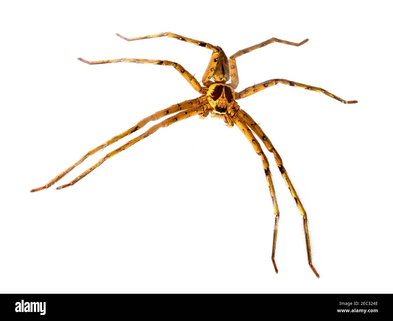 Tropical crab spider full body macrophoto. Big spider or thomisidae