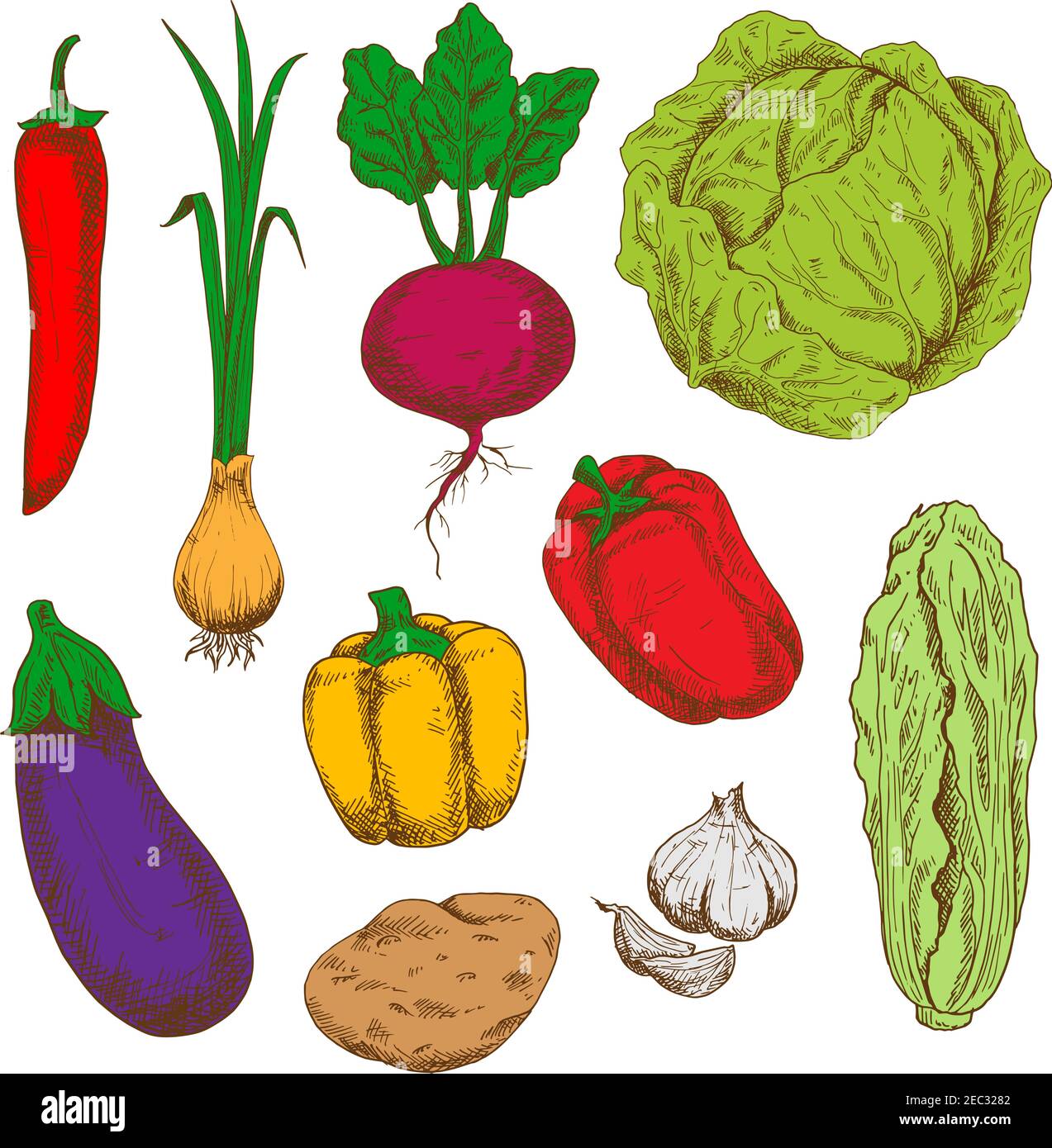 Sketchy fresh green cabbages, red and orange bell peppers and hot spicy chili, green onion with sappy leaves, sweet juicy purple beet with haulms, rip Stock Vector