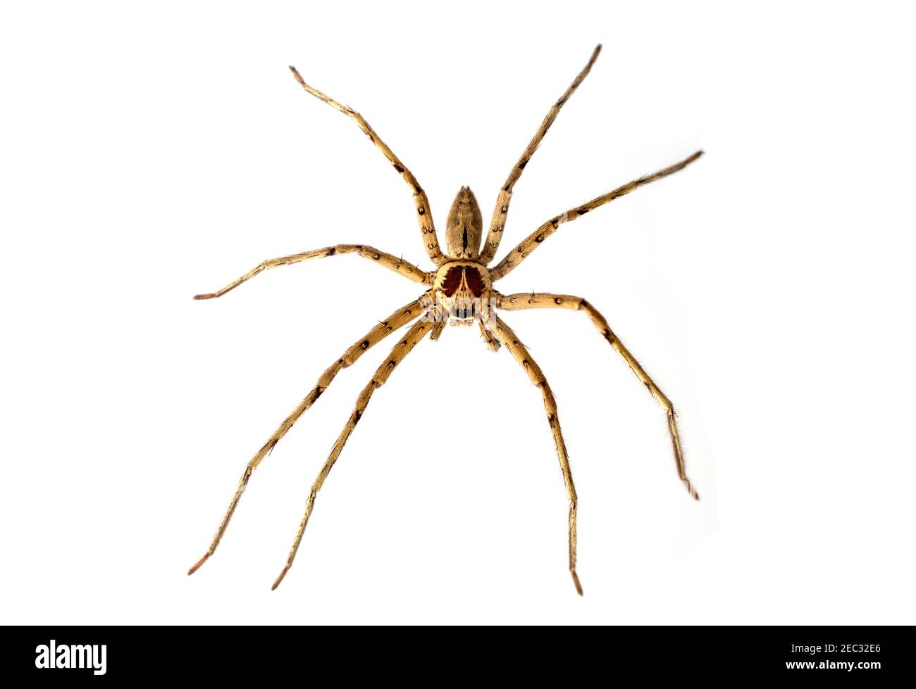 Tropical crab spider macrophoto. Warm climate spider or thomisidae