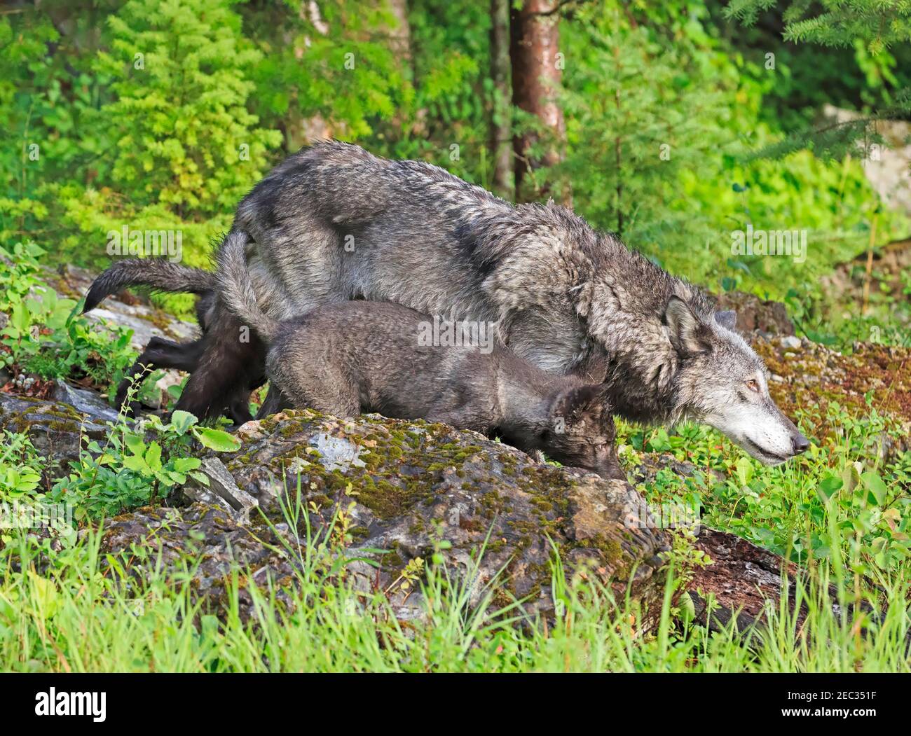 Gray wolf, Canis lupus, mother teaching pup.  A grey wolf puppy is learning how to stalk prey. Stock Photo