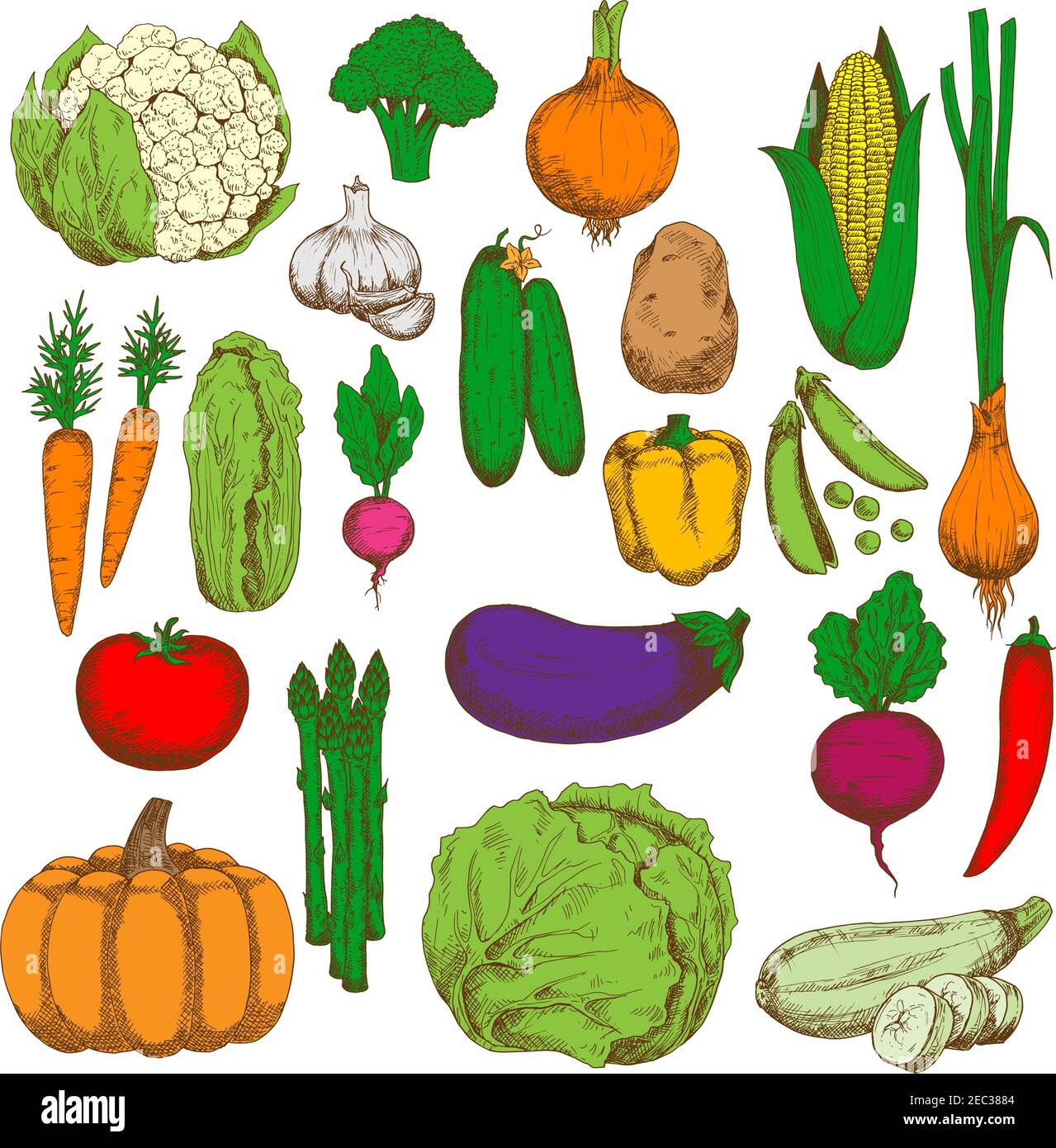 Green crunchy cabbages, cucumbers, cauliflower and asparagus, sweet corn, pumpkin, carrots and beet, ripe tomato, potato, eggplant and zucchini, juicy Stock Vector
