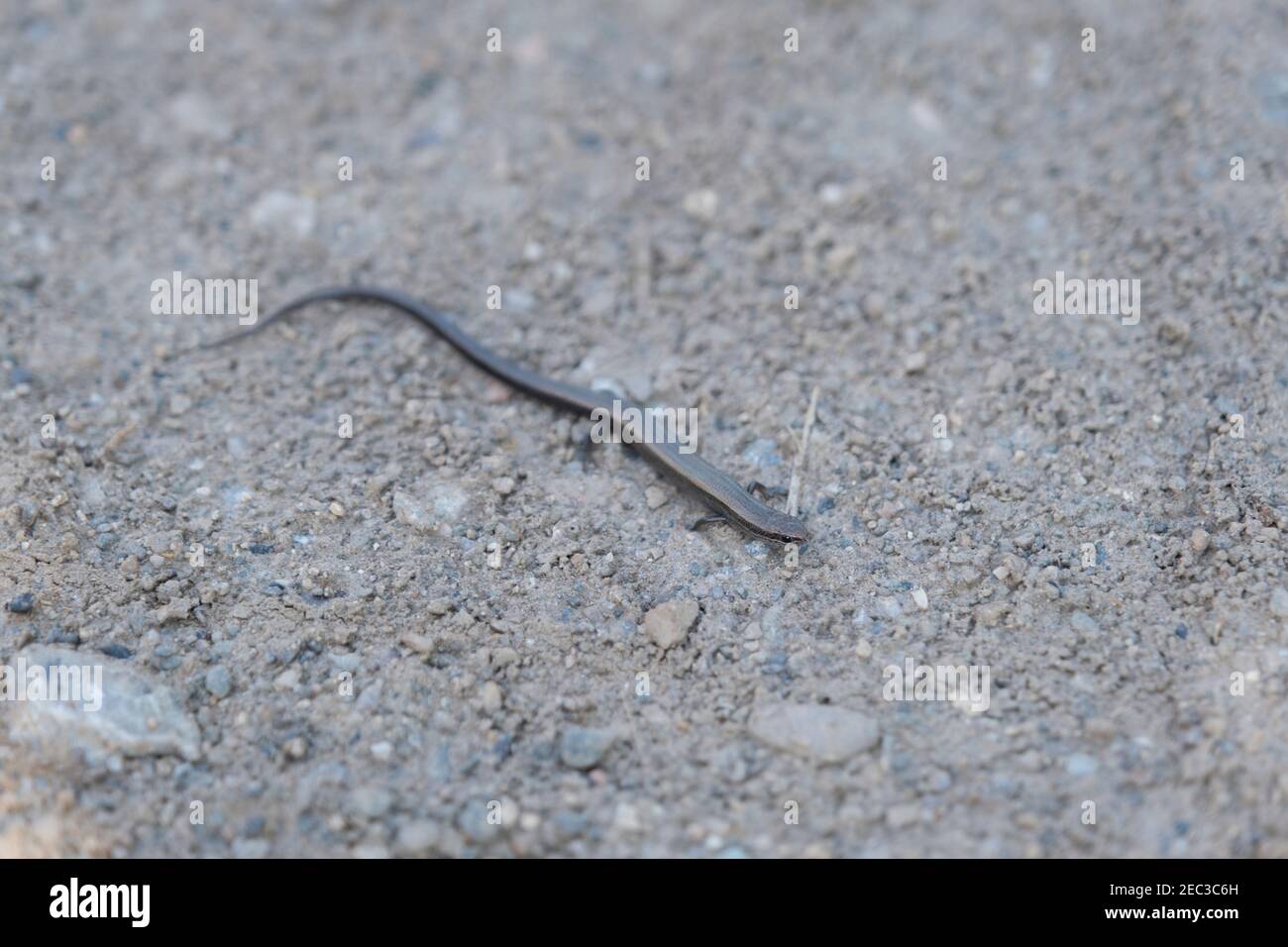 Venomous poison poisonous lizard hires stock photography and images