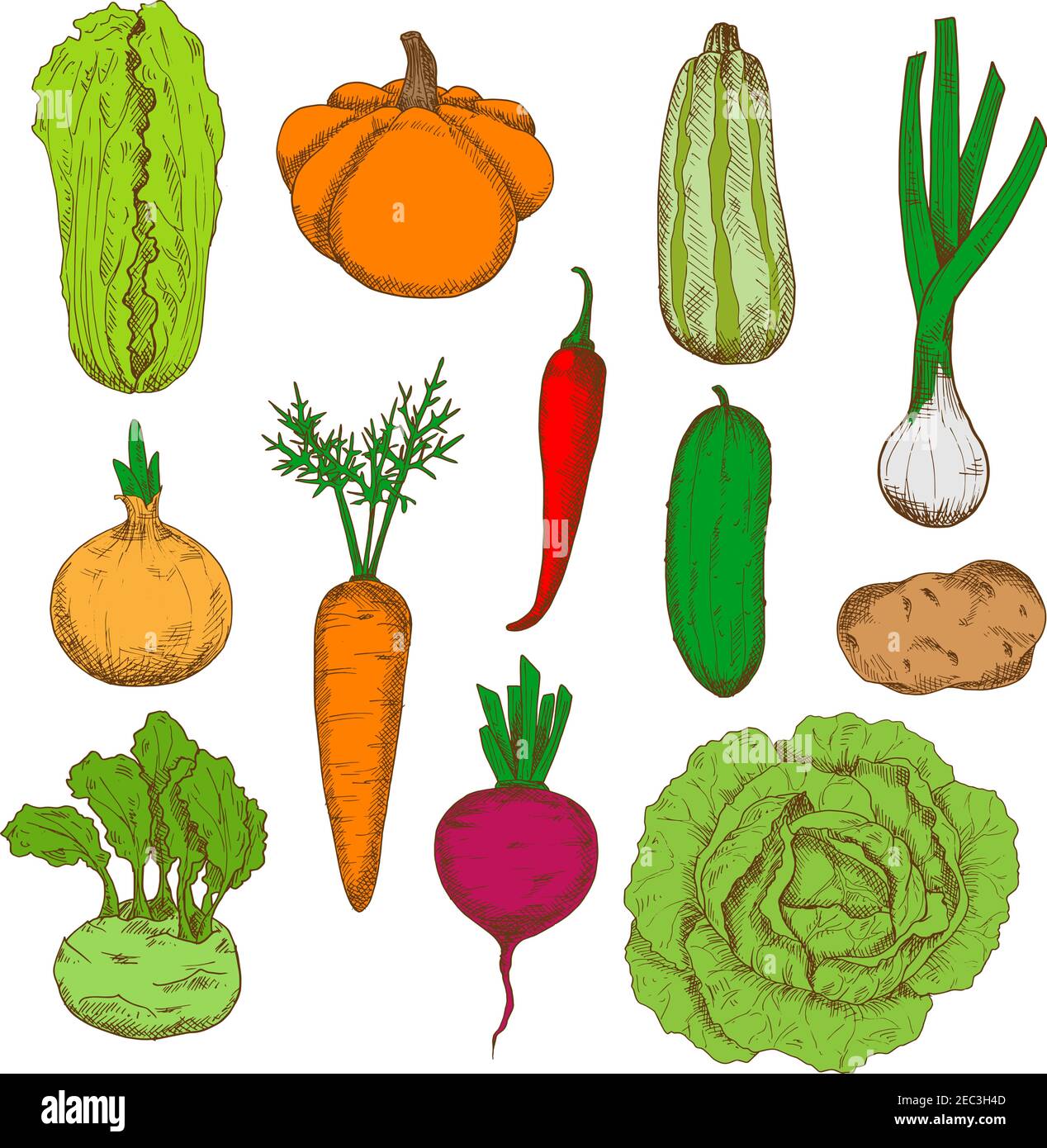 Healthy and nourishing potato, pumpkin and beet, onions and kohlrabi with fresh leaves, green cucumber, zucchini and cabbages, juicy carrot and spicy Stock Vector