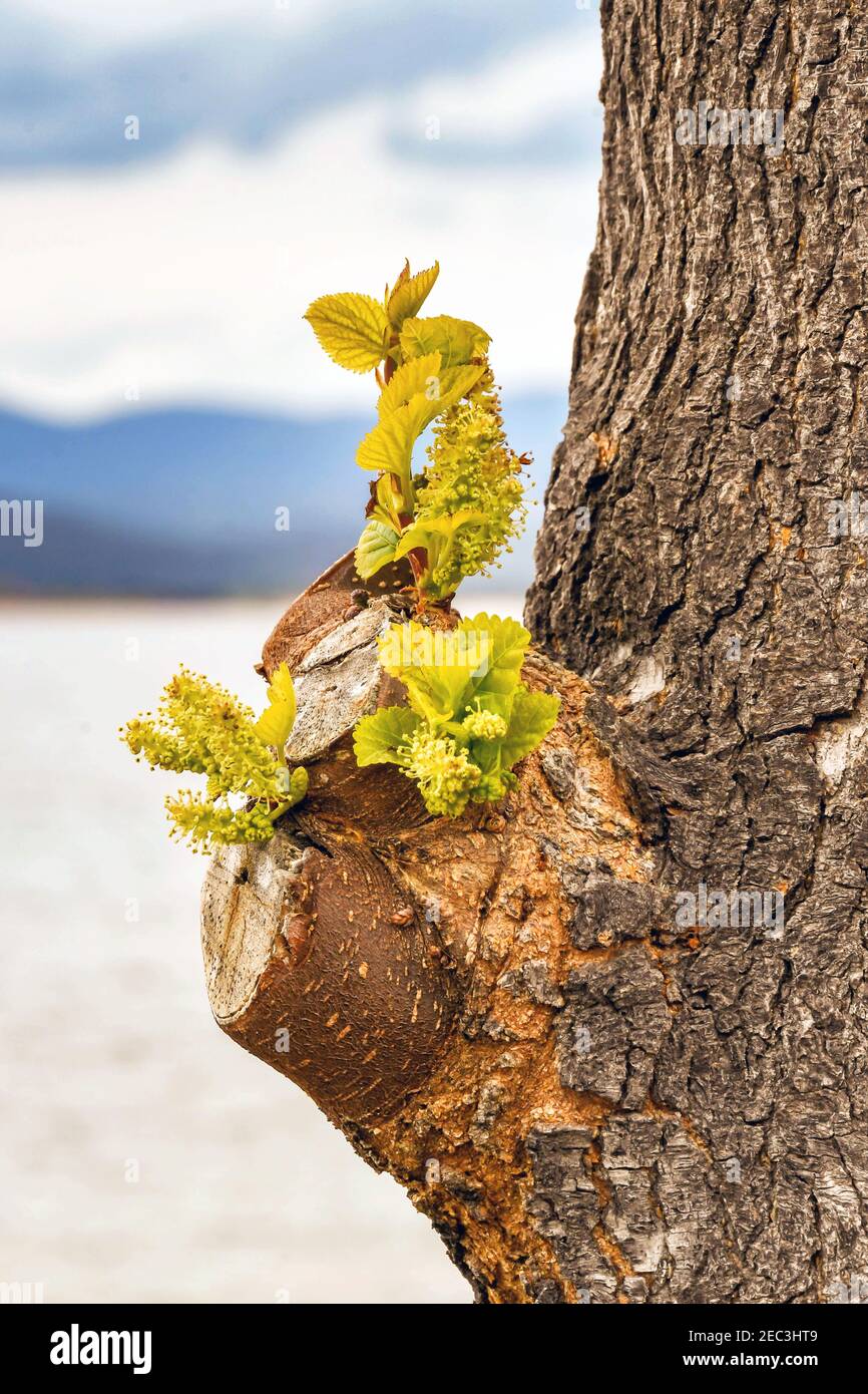 Green shoots from regrowth on the stump of a pruned tree Stock Photo