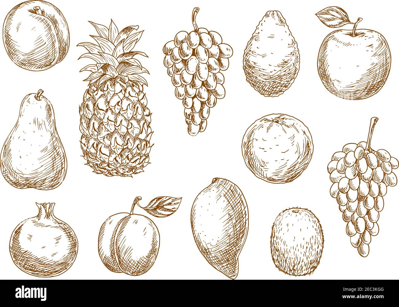 Citrus fruits drawings Stock Vector Images Alamy