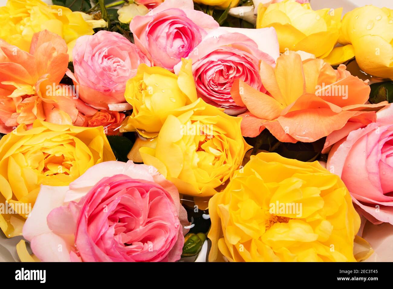 Background of English roses in pastel colors with drops on petals after ...