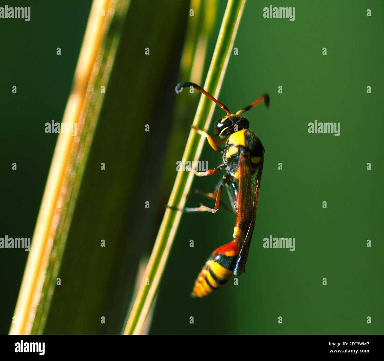 Tropical insect in nature. Threadwaisted wasp on palm leaf. Unusual