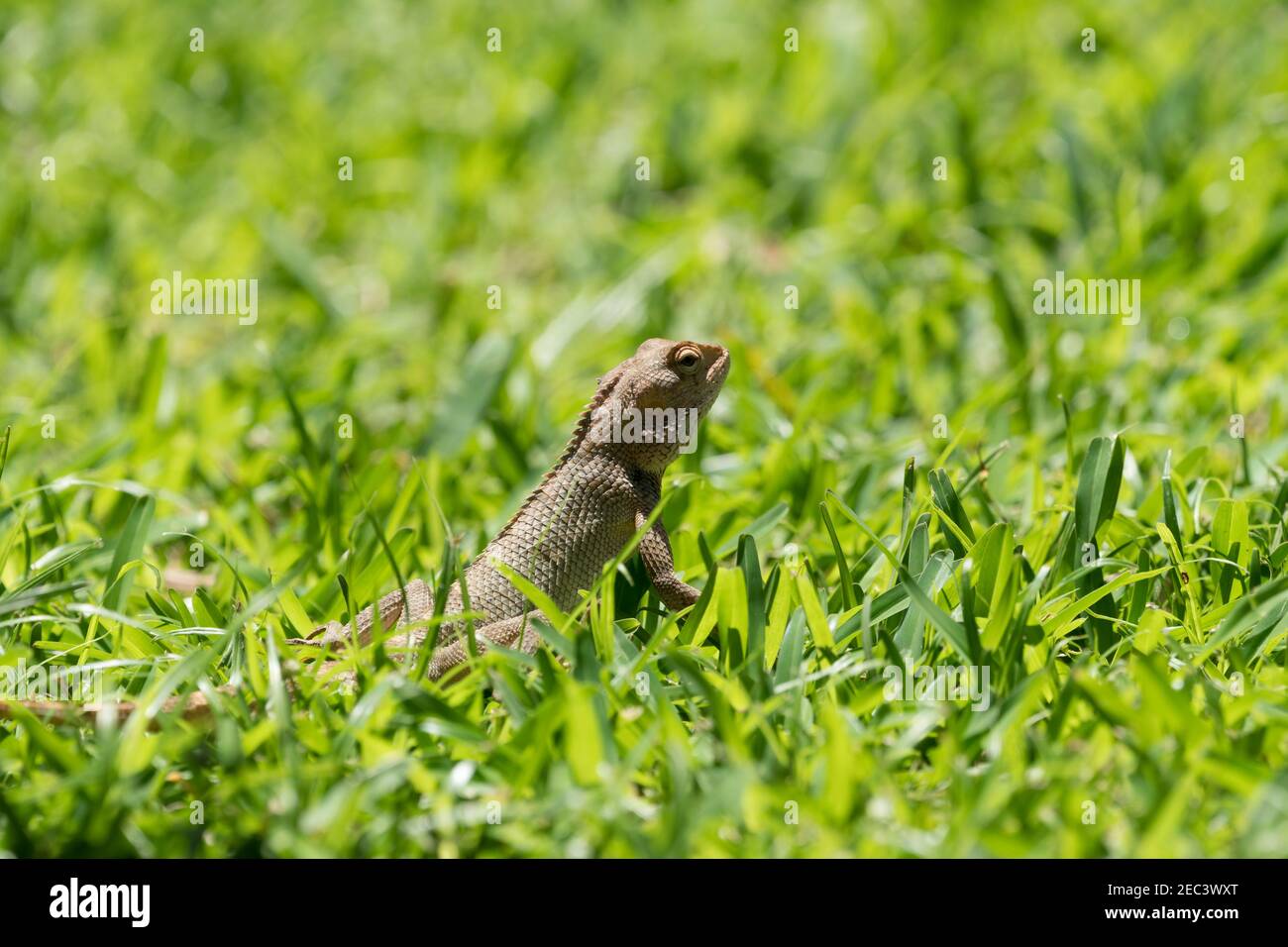 Lizard reptile closeup in the grass, lifting its body in tropical Mauritius Stock Photo