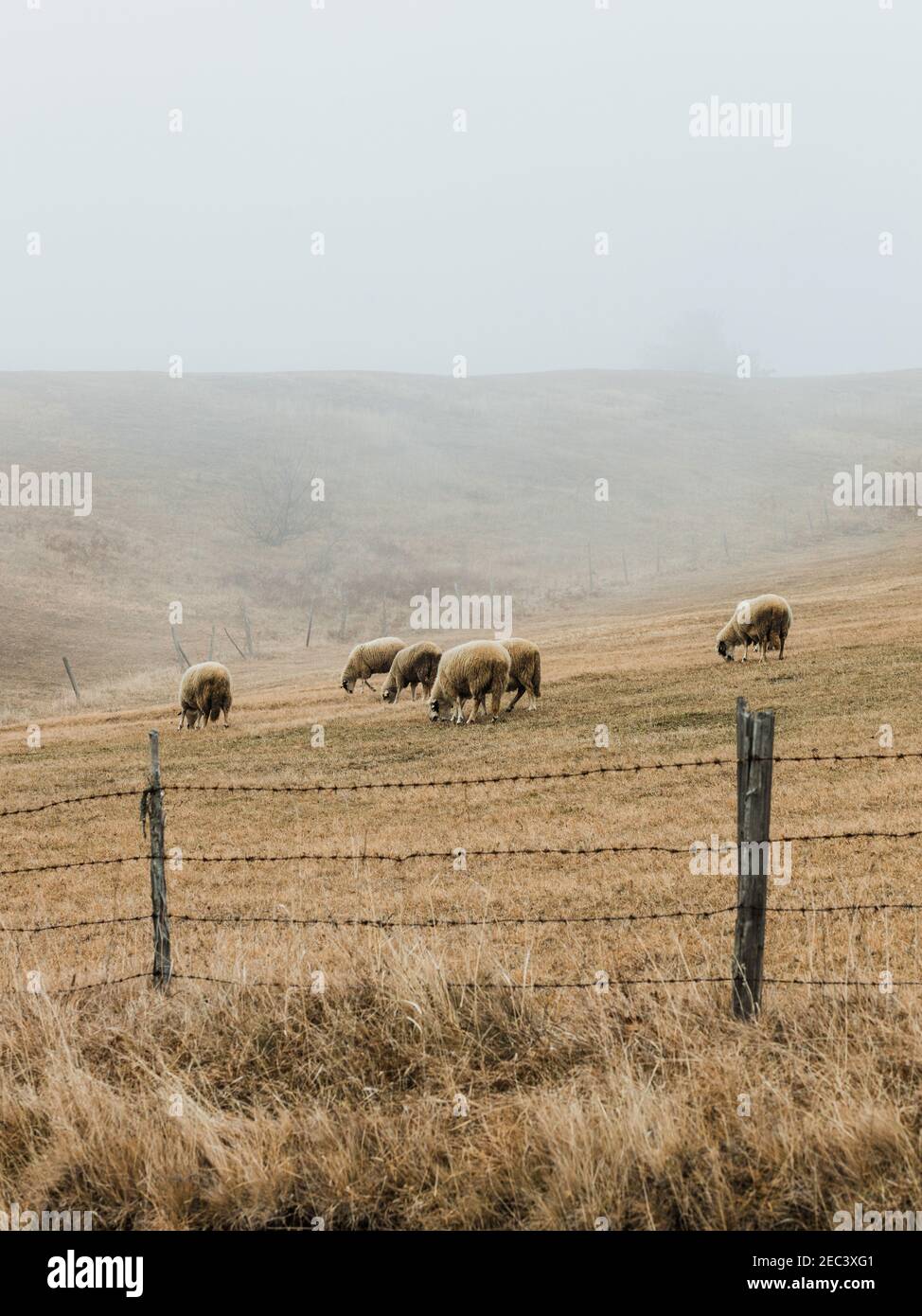 Sheep in the misty meadow Stock Photo