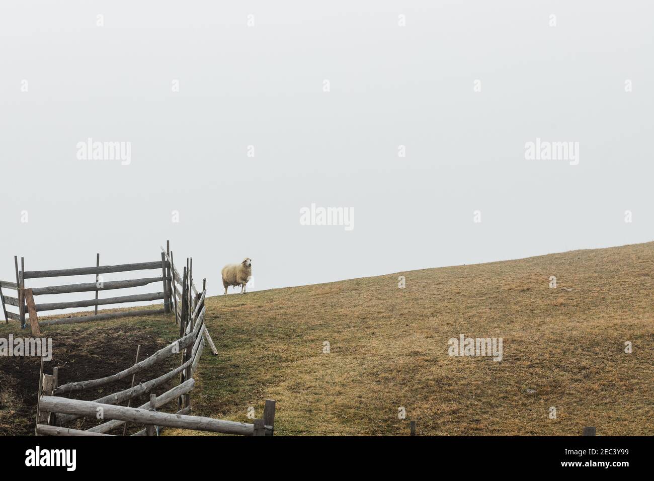 Sheep in the misty meadow Stock Photo