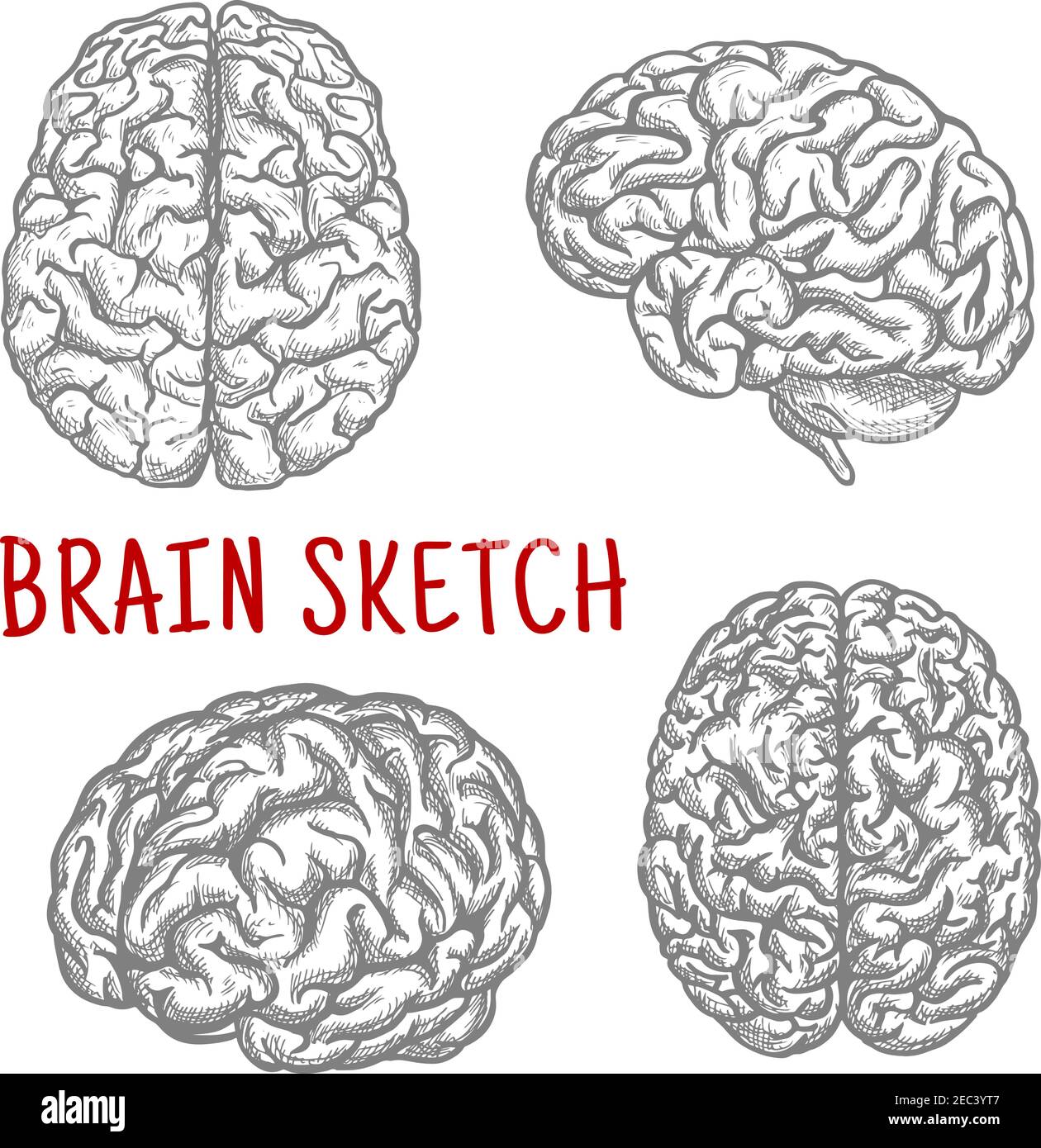 Brain sketch symbols with engraving illustrations of anatomically detailed human brain at different angles. Great for intellect and mind concept or t- Stock Vector