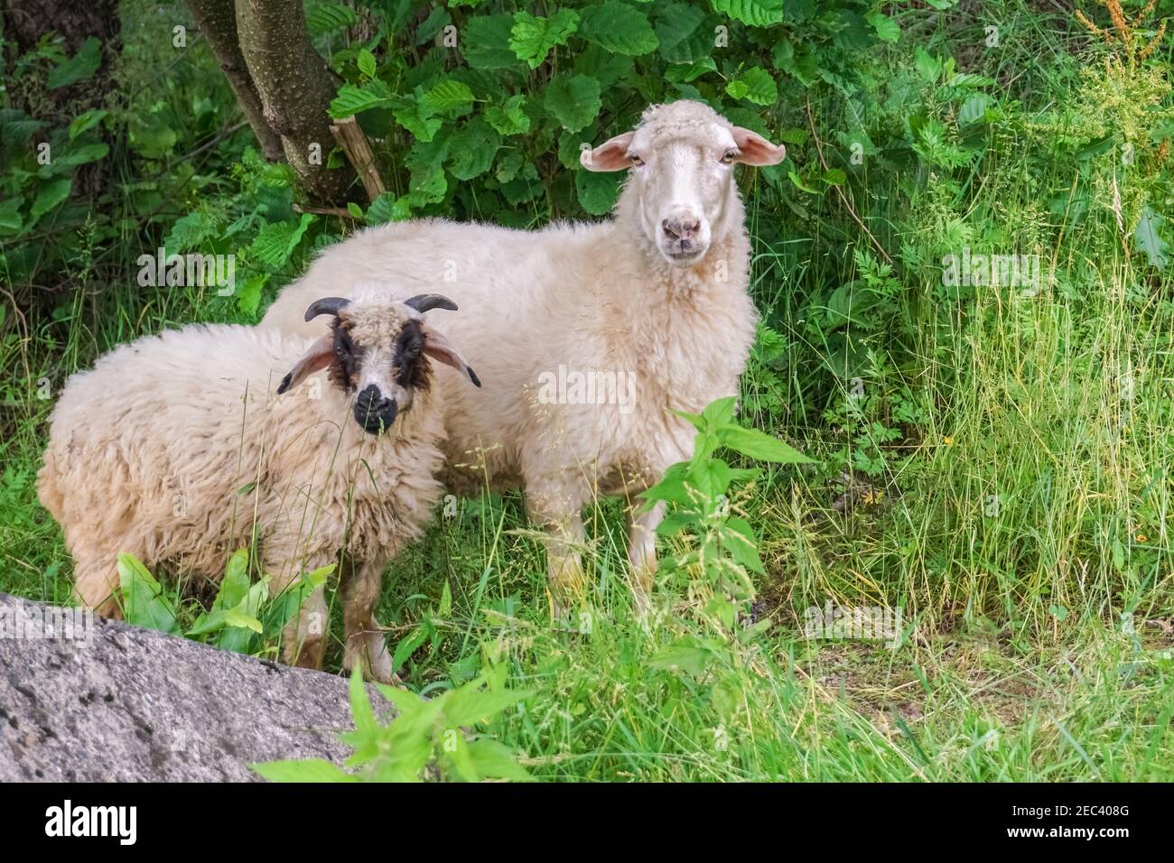 Sheeps sheep graze in meadow hi-res stock photography and images - Alamy