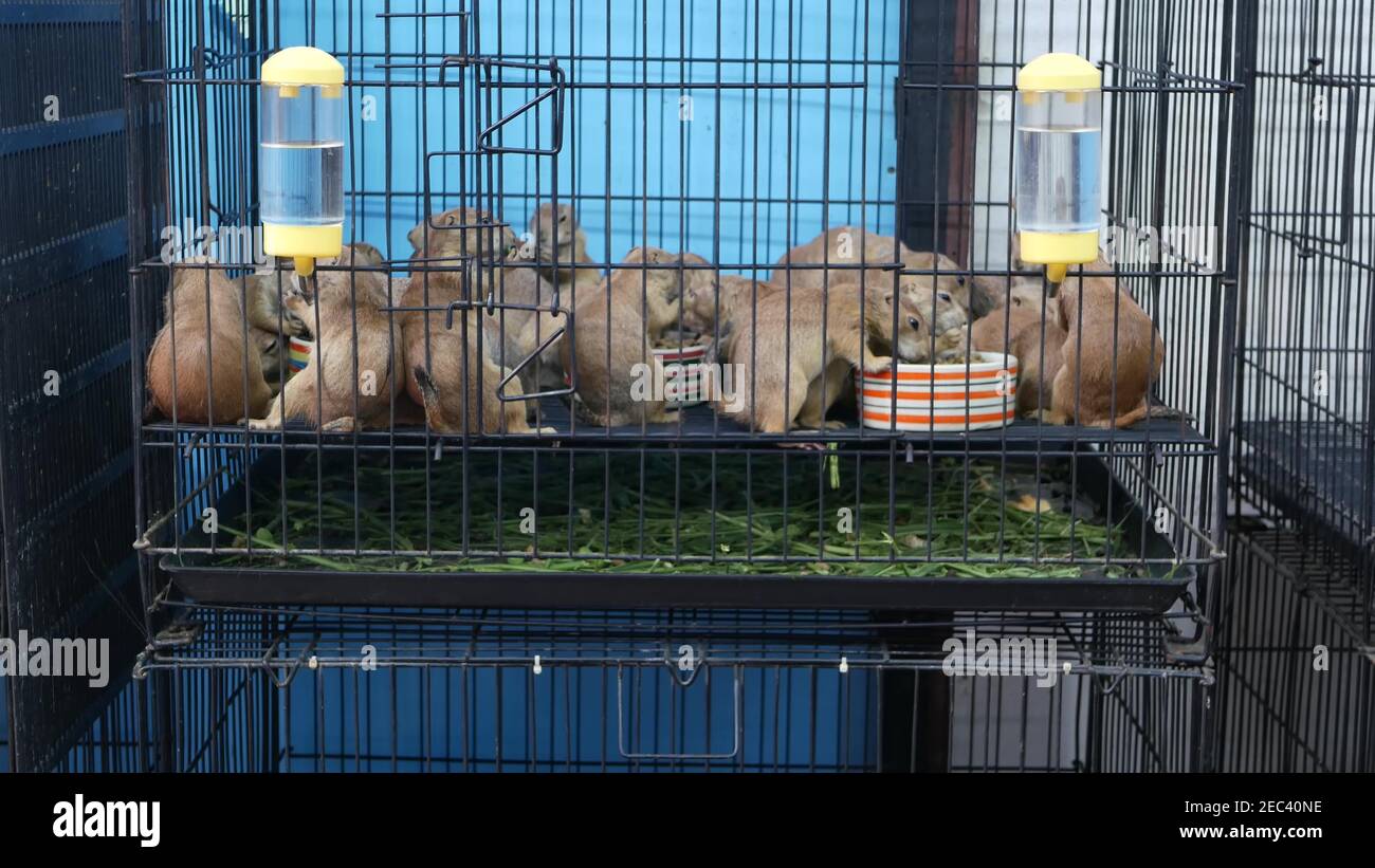 Prairie dog cage cheap