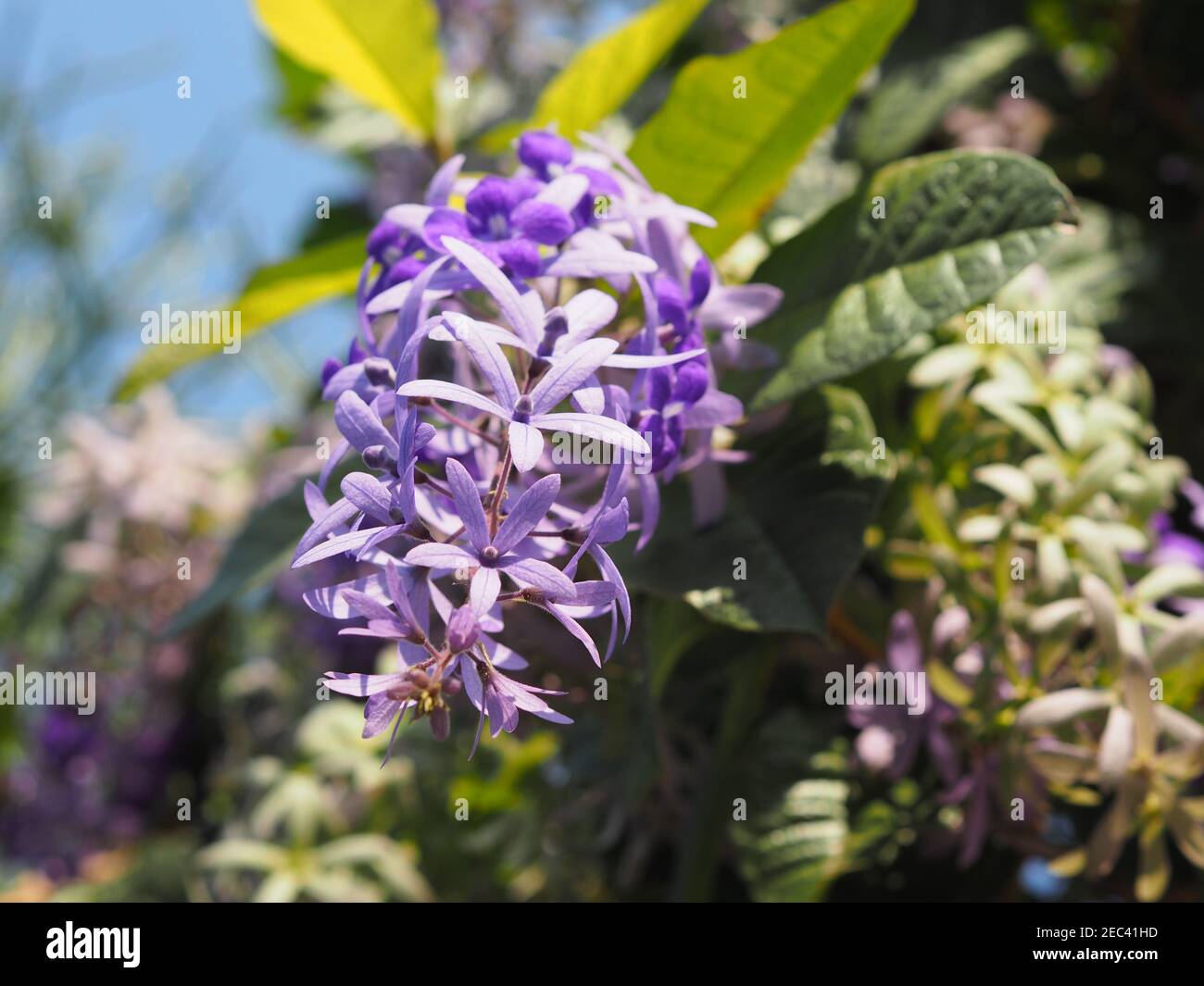 Purple Wreath, Queen's Wreath, Sandpaper Vine, Petrea volubilis flower