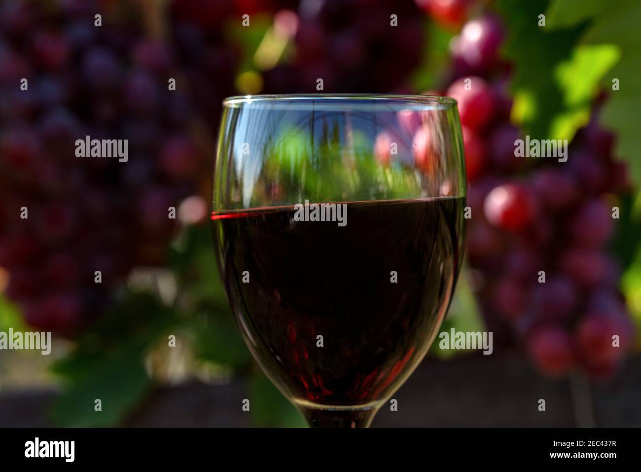 Wine production concept - glass of redwine next to ripe grapes on vine. Stock Photo