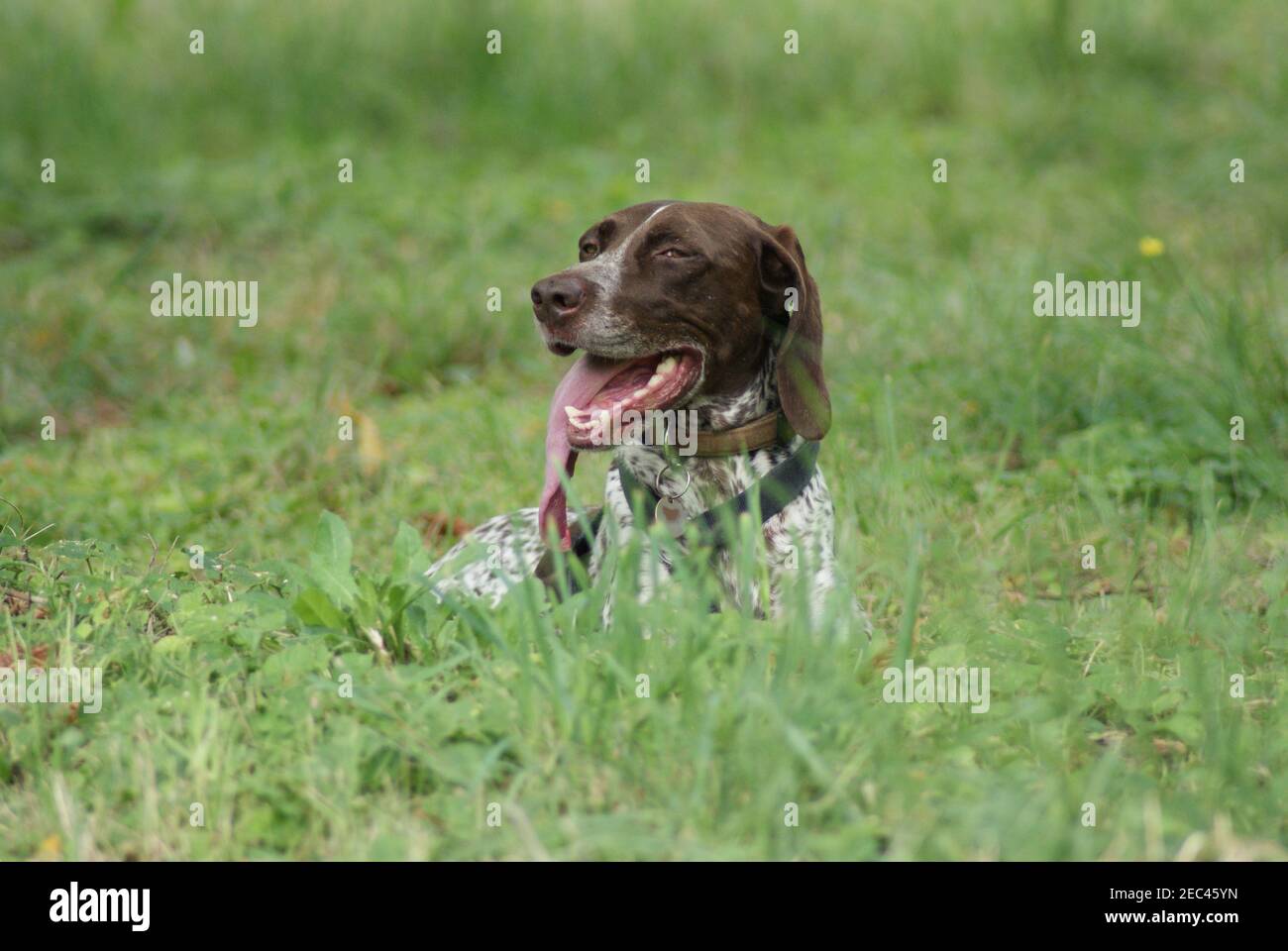 German Shorthaired Pointer in Field. Stock Photo