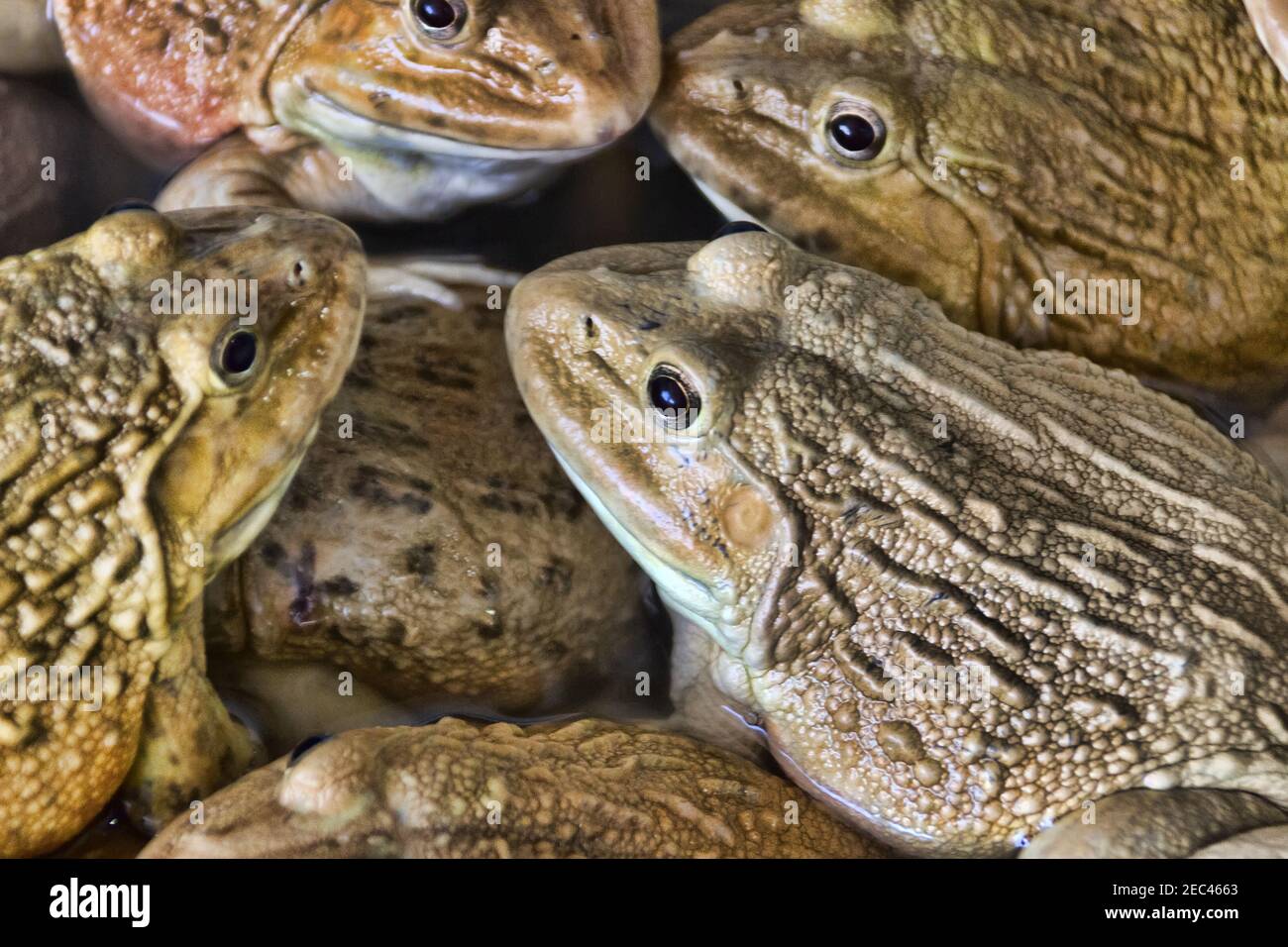 Chinese Bullfrog (Hoplobatrachus rugulosus) - These frogs are artificially bred for food in Southeast Asia. Thai market. So-called wet markets Stock Photo