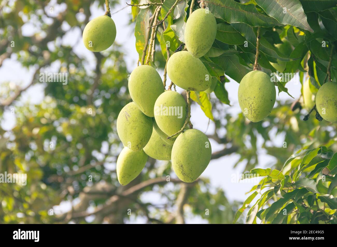 Mango green fruits hanging from the tree, Sri Lanka Stock Photo Alamy