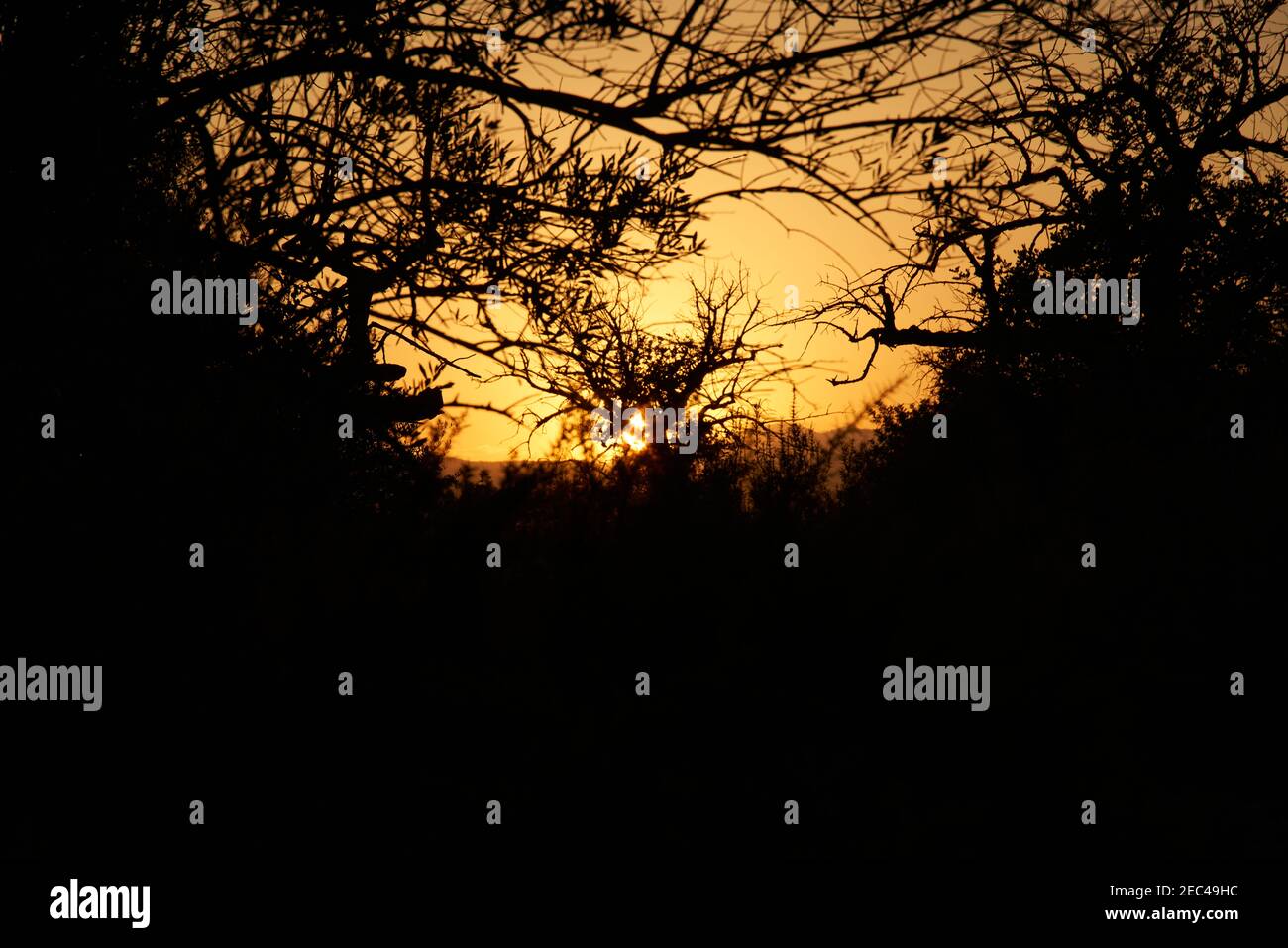 Scenic view of golden sunset seen through trees Stock Photo