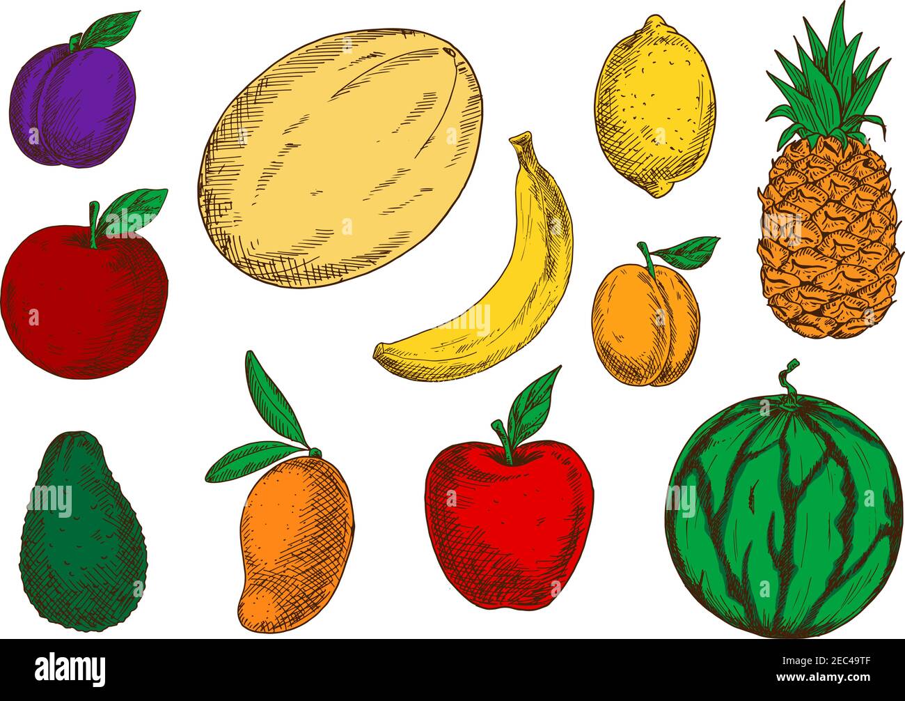 Fresh red apples and violet plum, fragrant mango, banana and melon, juicy  lemon, pineapple and peach, ripe green avocado and watermelon fruits sketch  Stock Vector Image & Art - Alamy