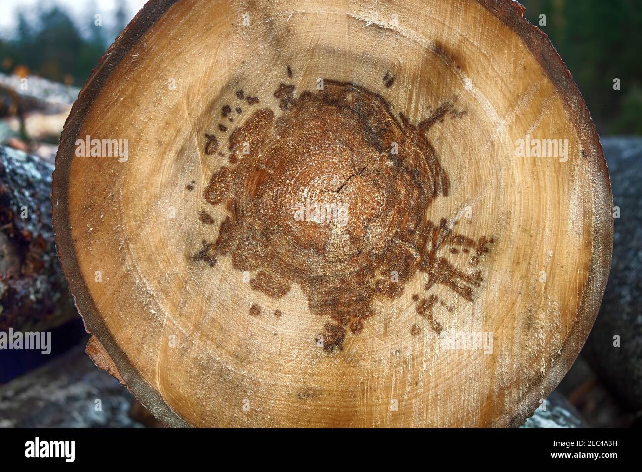 Aspen pith stock and heartwood rot (stem rot) - doted tree in forest products industry. Phytopathologies and tinder mushroom Phellinus tremulae negati Stock Photo