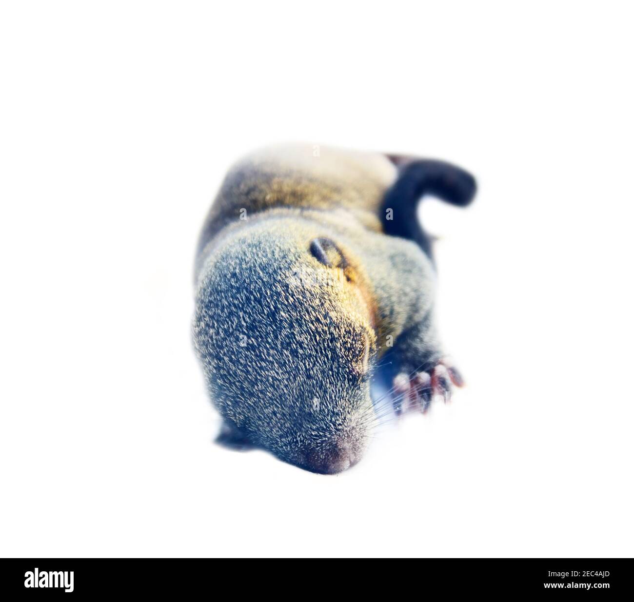 Growing squirrel pup of Indian palm squirrel (Funambulus palmarium) isolated on a white background Stock Photo