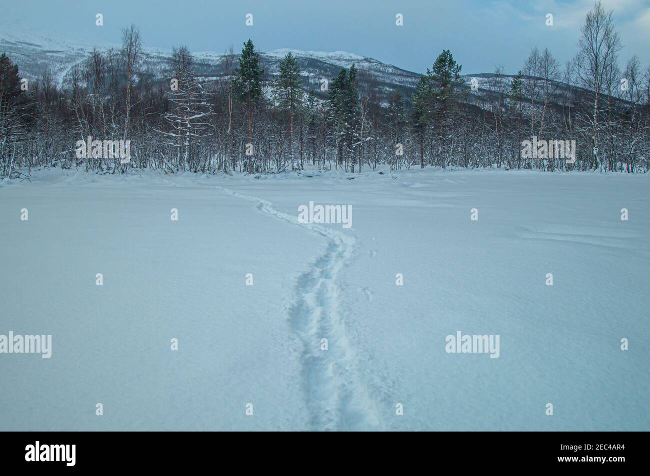 Winter field in Norway Stock Photo