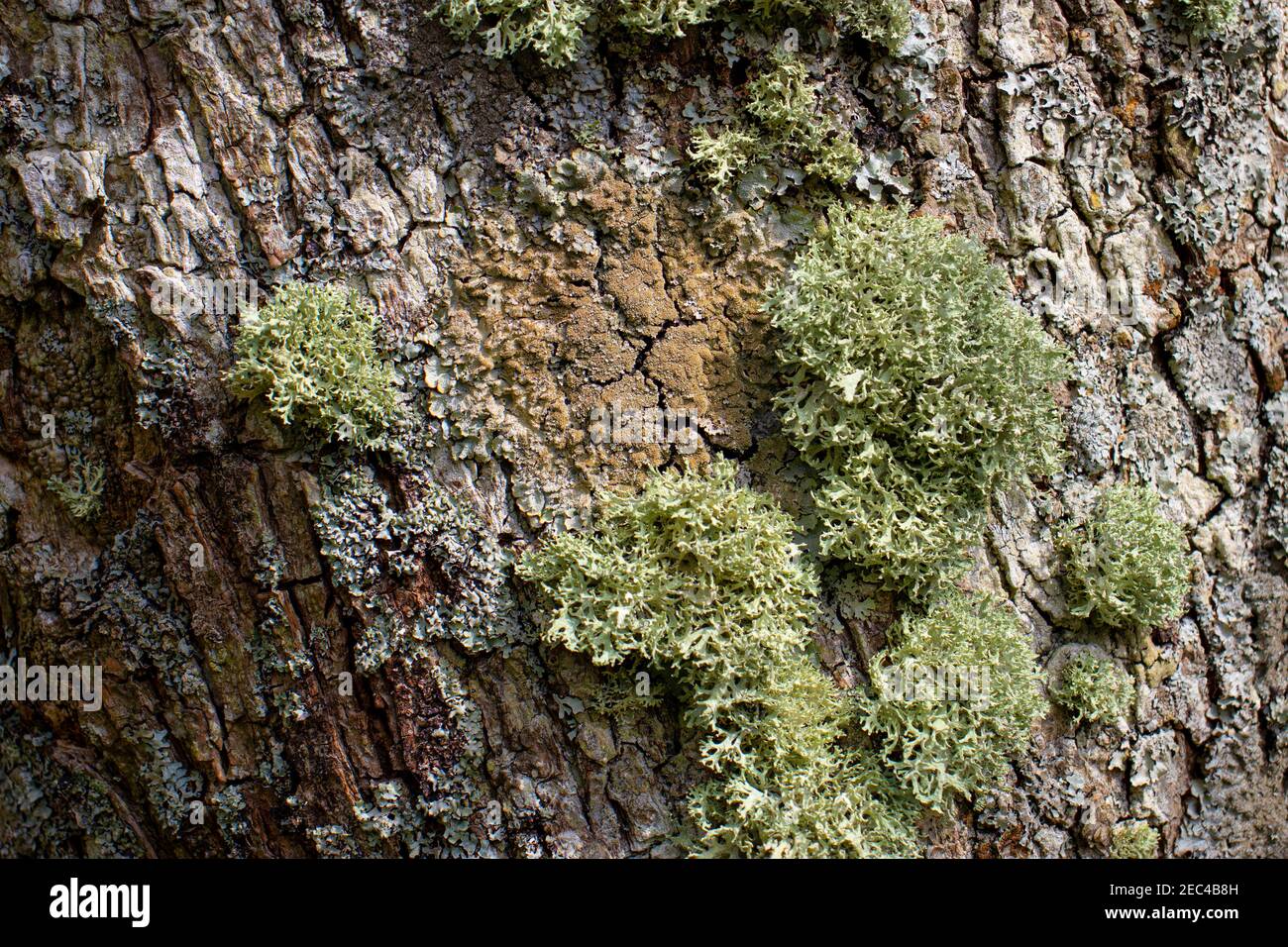 Green lichen growing on rough brown tree bark Stock Photo