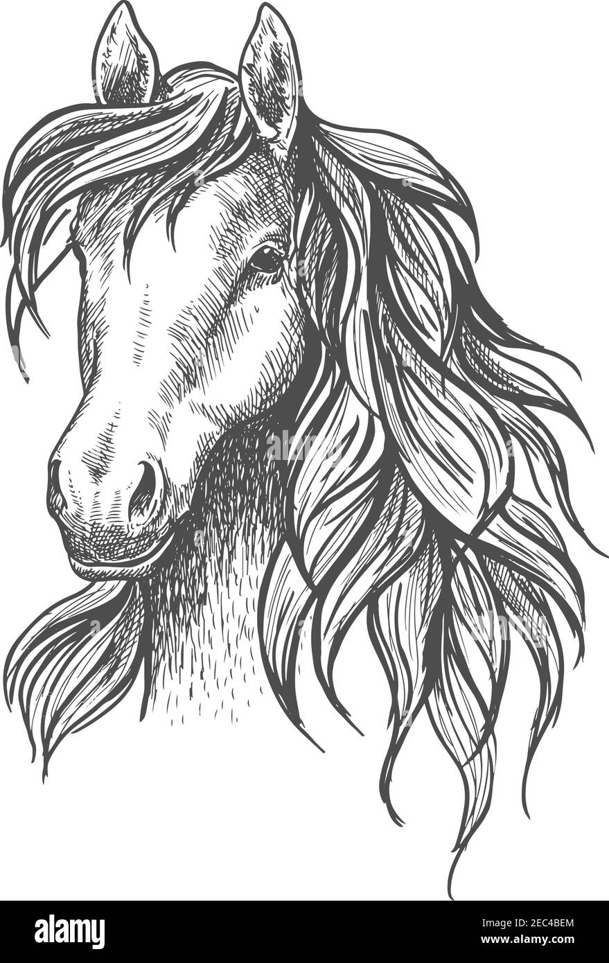Young horse head sketch with calm look and beautiful wavy mane, peaceful glance and elegant neck. For wildlife symbol or mascot design, equestrian spo Stock Vector