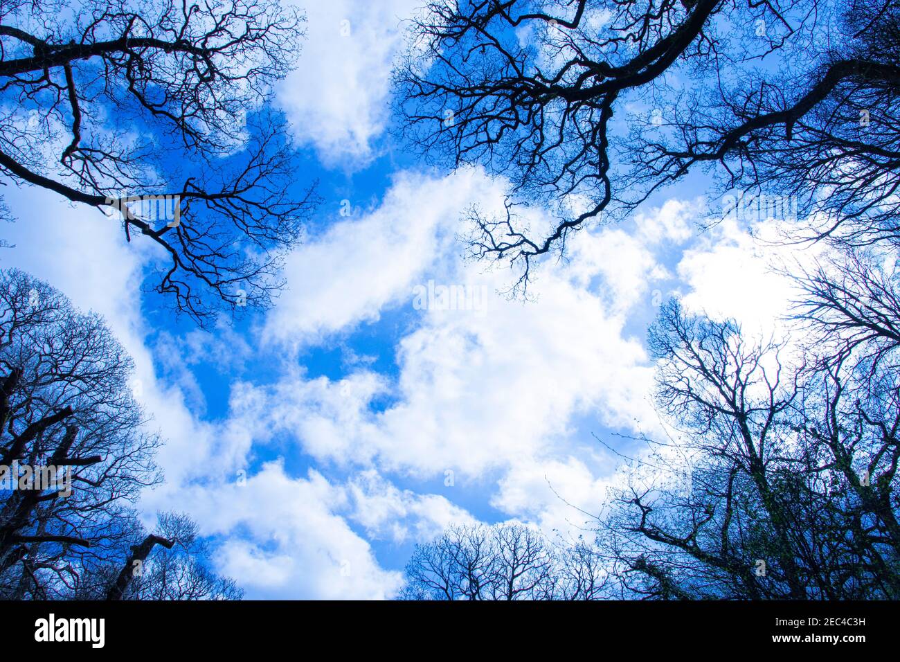 Tree silhouette with a blue cloudy sky Stock Photo - Alamy