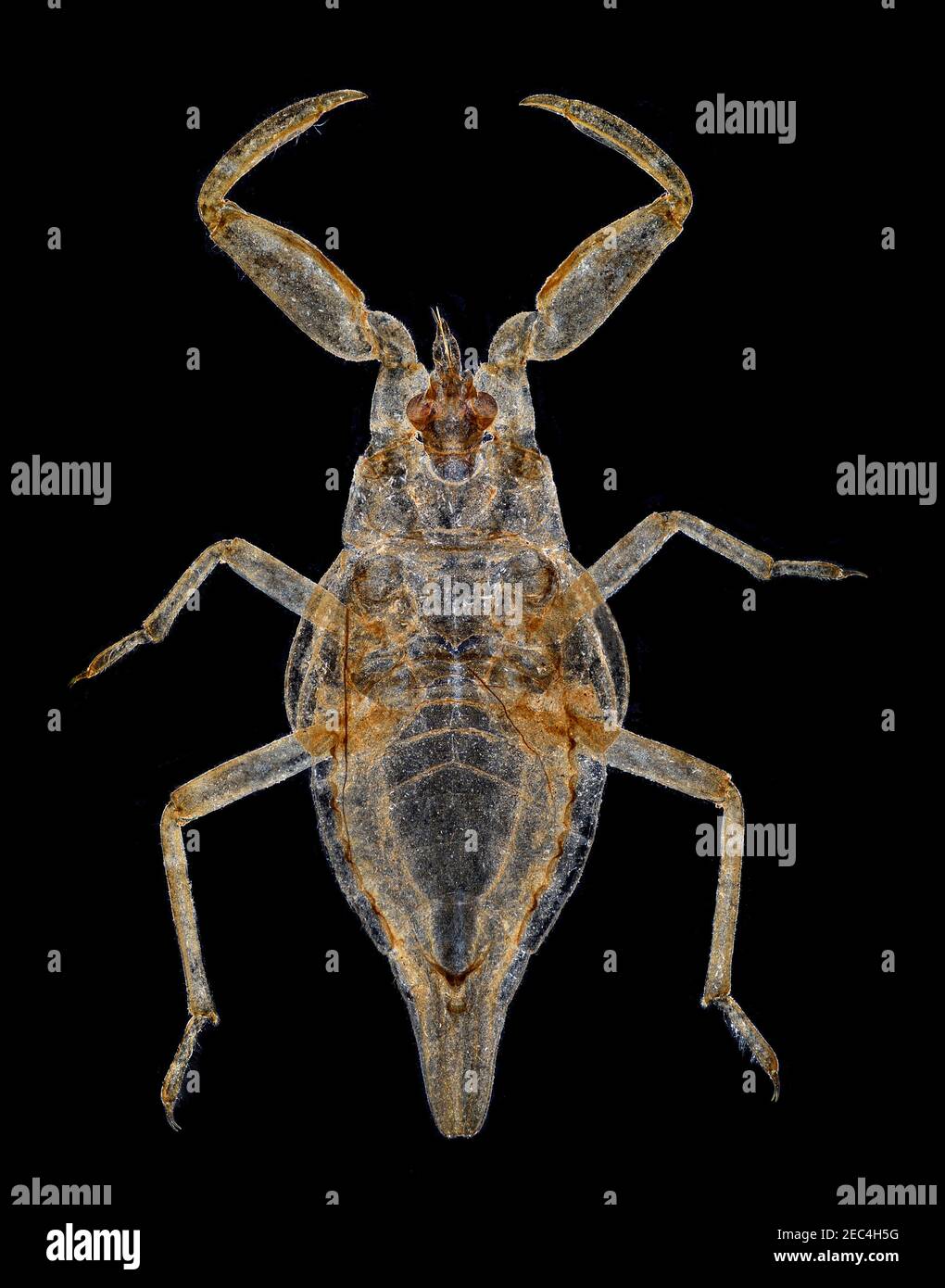 Water scorpion, Nepa cinerea, early stage nymph, darkfield illumination Stock Photo