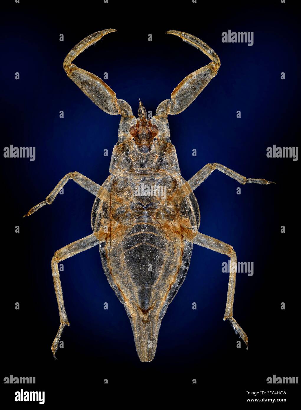 Water scorpion, Nepa cinerea, early stage nymph, darkfield illumination Stock Photo