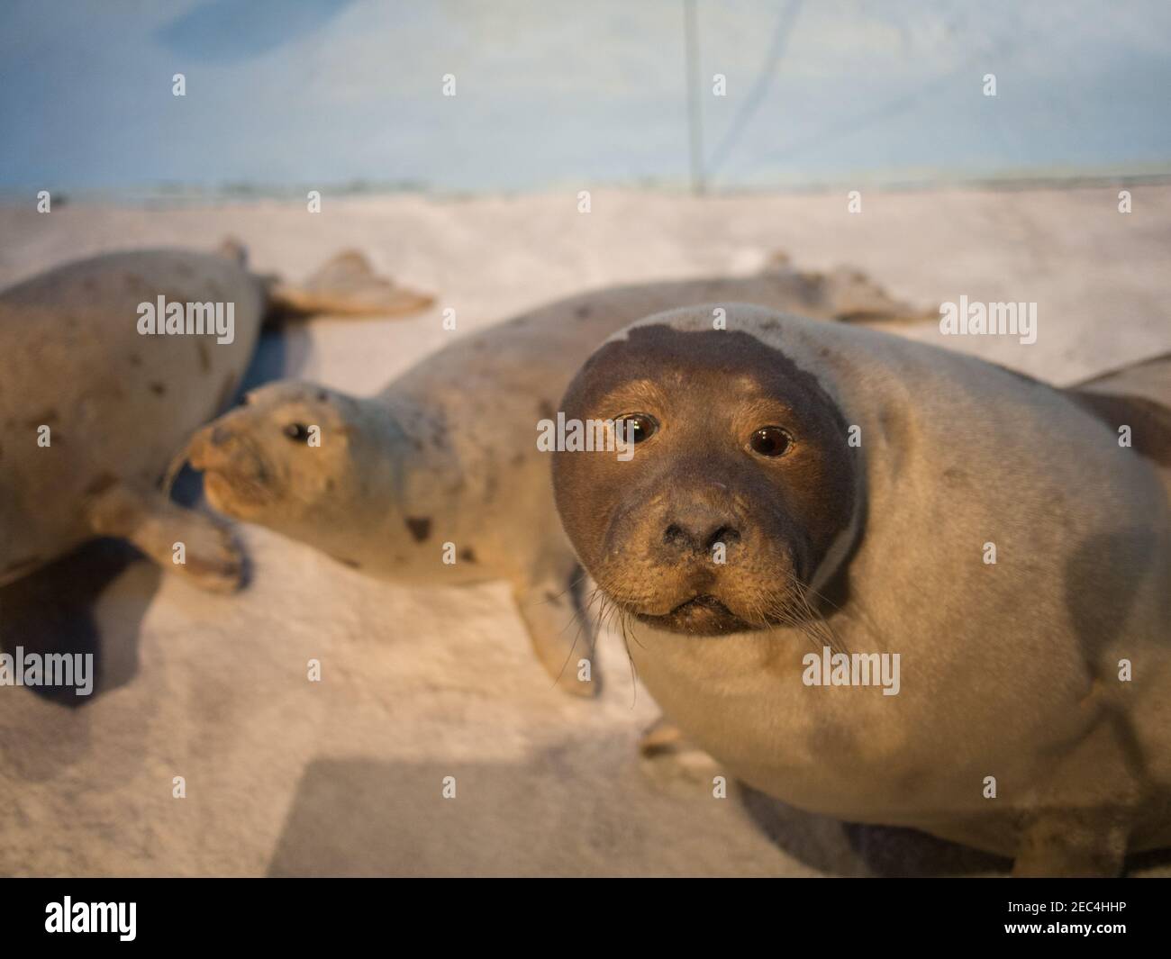 Seal taxidermies at Chimei Museum in Tainan, Taiwan. The Natural History Gallery at the museum